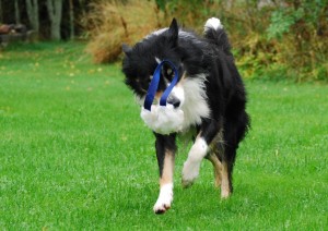 Fårullsbollen Mick